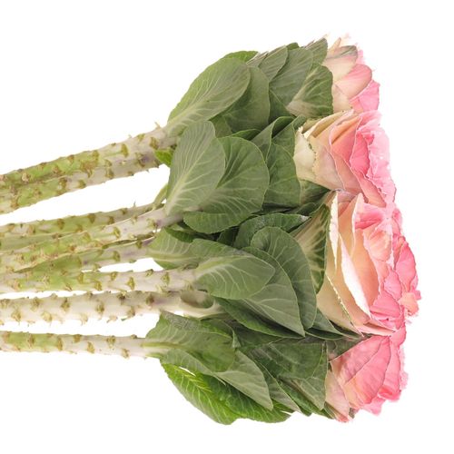 Zierkohl rosa gefärbt 60cm