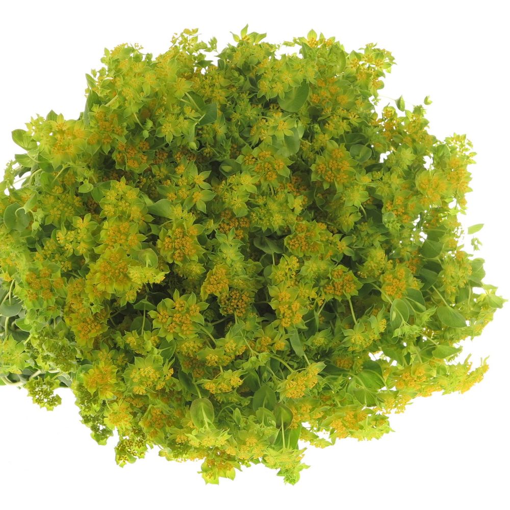 Bupleurum grün/gelb 70cm NL