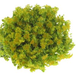 Bupleurum grün/gelb 70cm NL