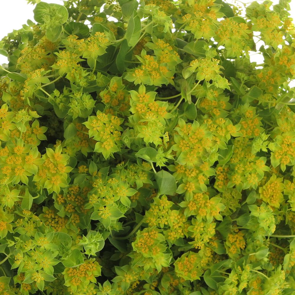 Bupleurum grün/gelb 70cm NL