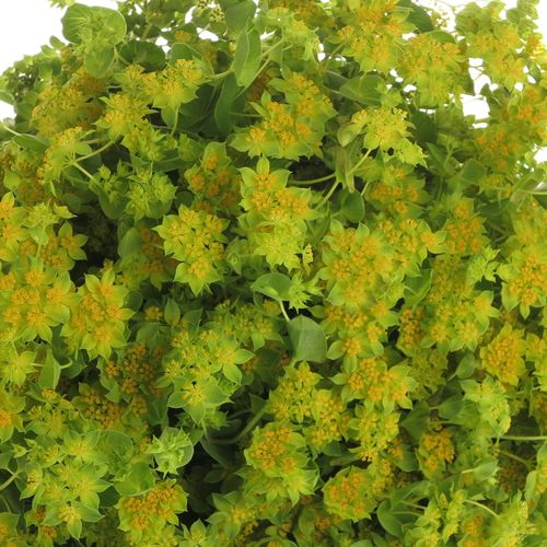 Bupleurum grün/gelb 70cm NL