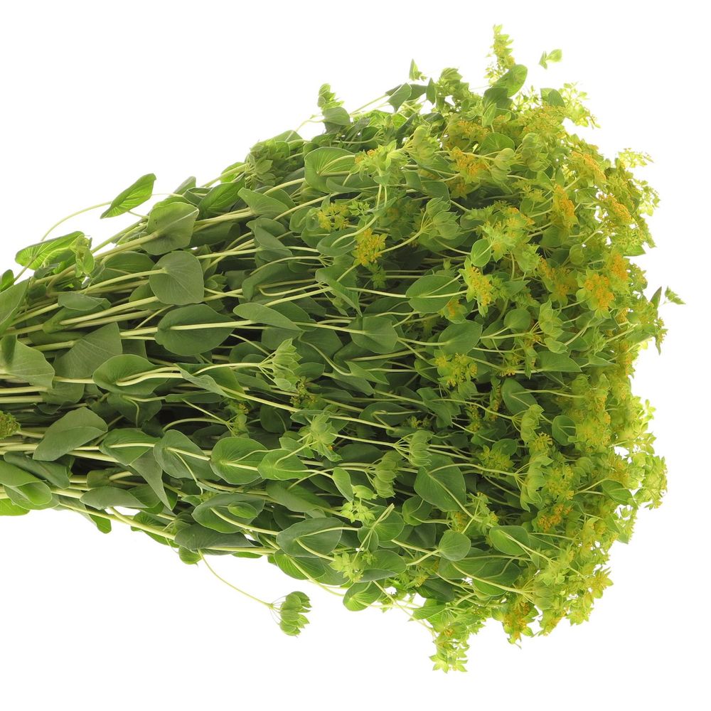 Bupleurum grün/gelb 70cm NL