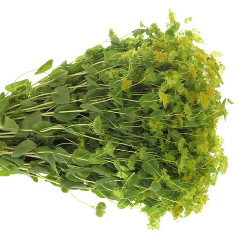 Bupleurum grün/gelb 70cm NL