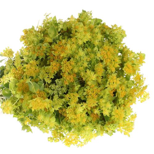 Bupleurum grün/gelb 50cm