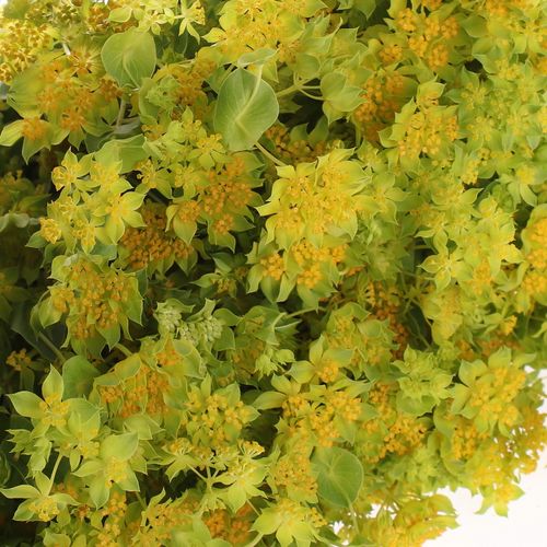 Bupleurum grün/gelb 50cm