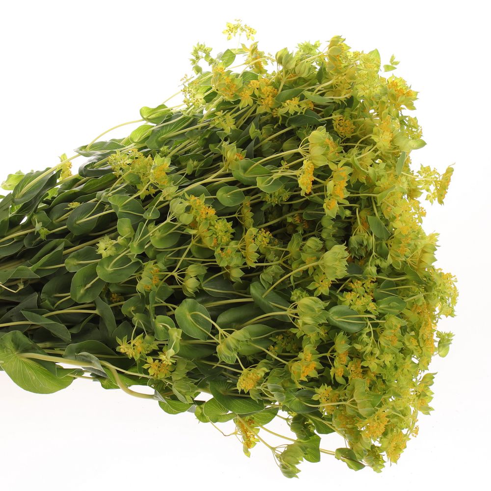 Bupleurum grün/gelb 50cm