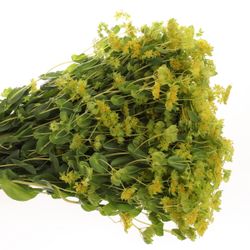 Bupleurum grün/gelb 50cm