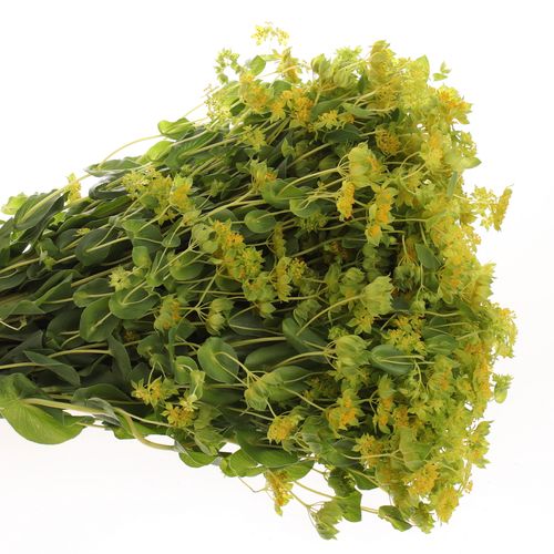 Bupleurum grün/gelb 50cm