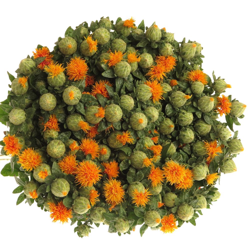 Carthamus orange 60cm