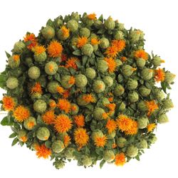Carthamus orange 60cm