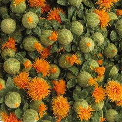 Carthamus orange 60cm