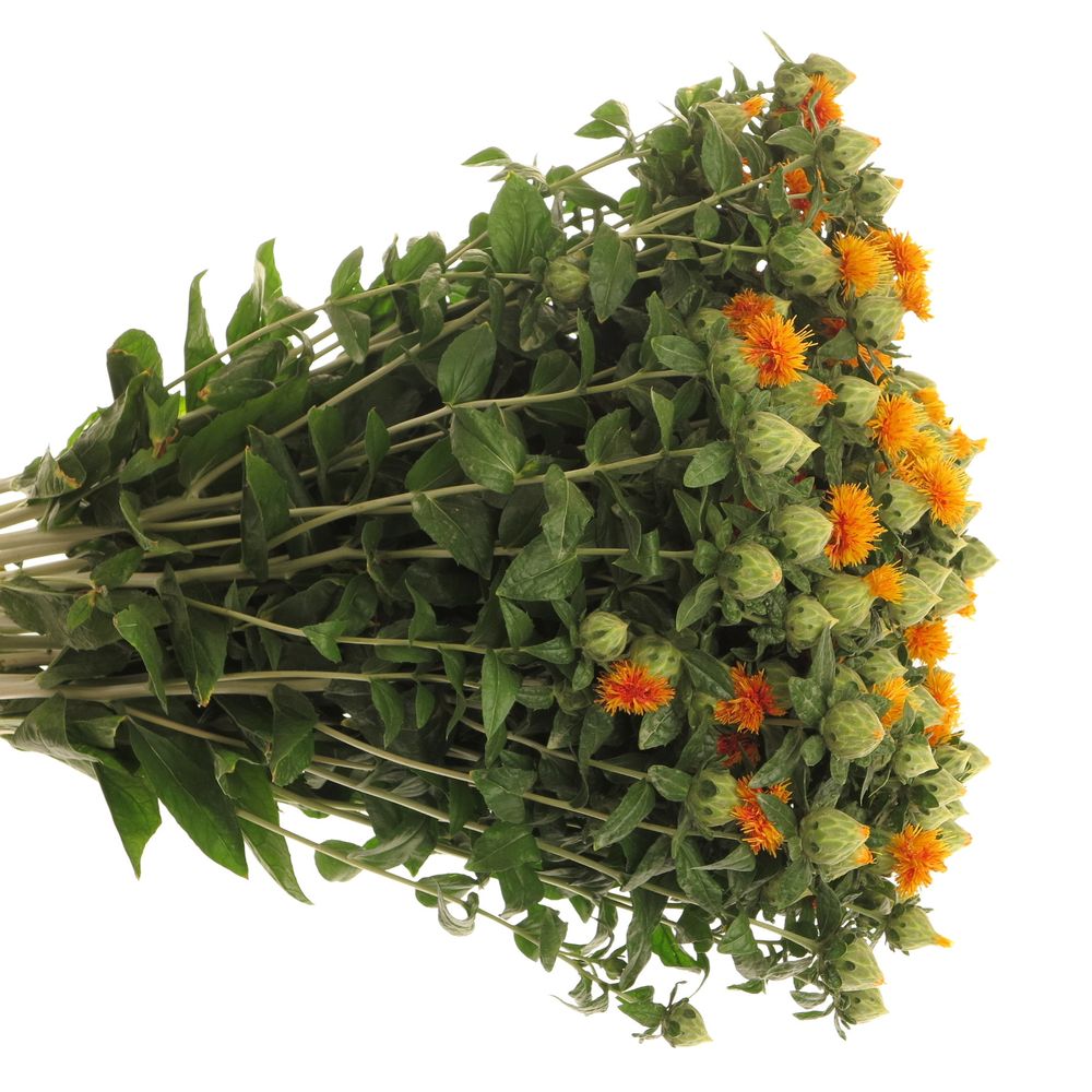 Carthamus orange 60cm