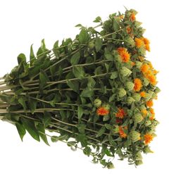 Carthamus orange 60cm