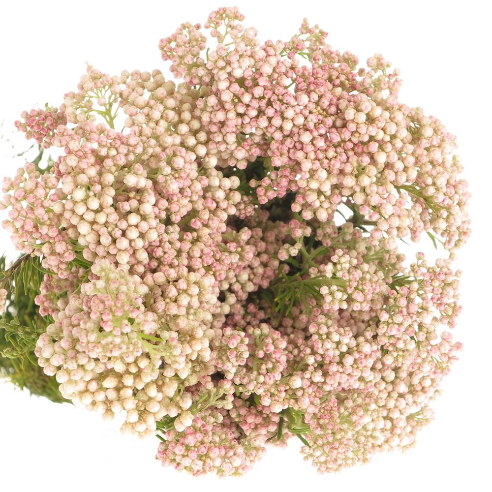 Cooks creme/rosa Ozothamnus 65cm