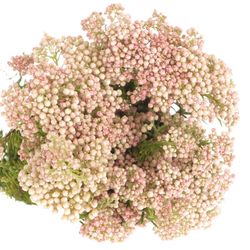 Cooks creme/rosa Ozothamnus 65cm