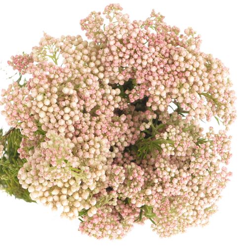 Cooks creme/rosa Ozothamnus 65cm