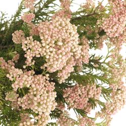 Cooks creme/rosa Ozothamnus 65cm