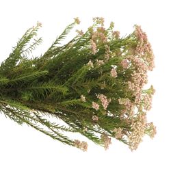 Cooks creme/rosa Ozothamnus 65cm