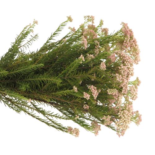 Cooks creme/rosa Ozothamnus 65cm