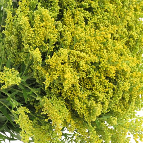Solidago gelb 20Gramm 60cm Ostern