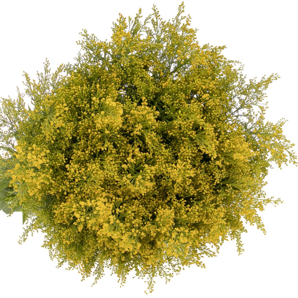 Solidago gelb Tara 30Gramm 80cm