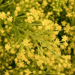 Solidago gelb Tara 30Gramm 80cm