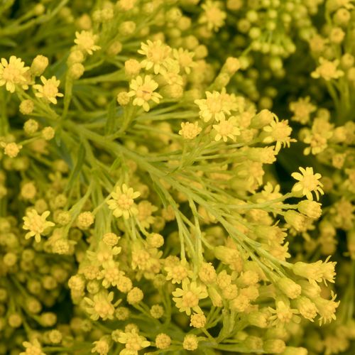 Solidago gelb Tara 30Gramm 80cm