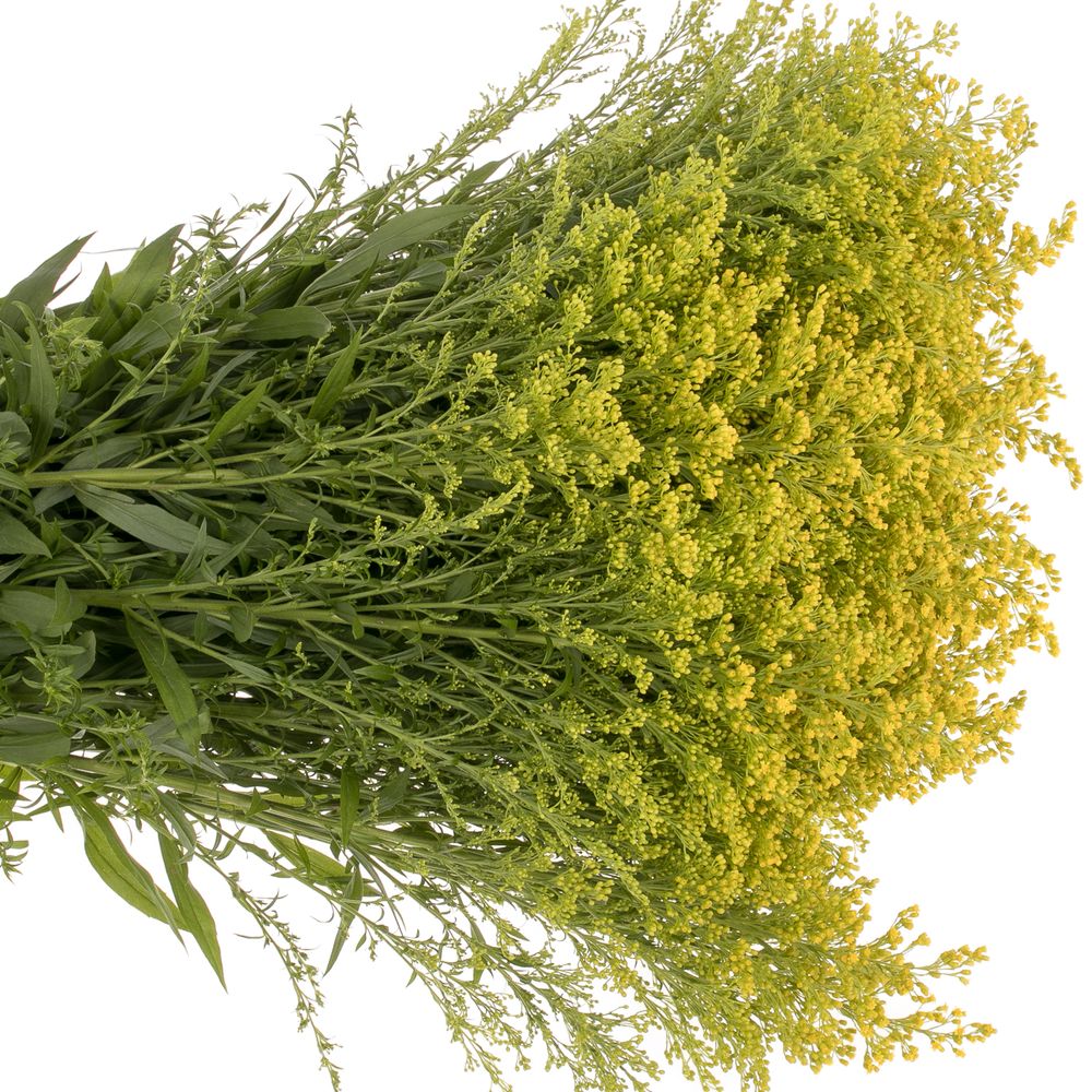 Solidago gelb Tara 30Gramm 80cm