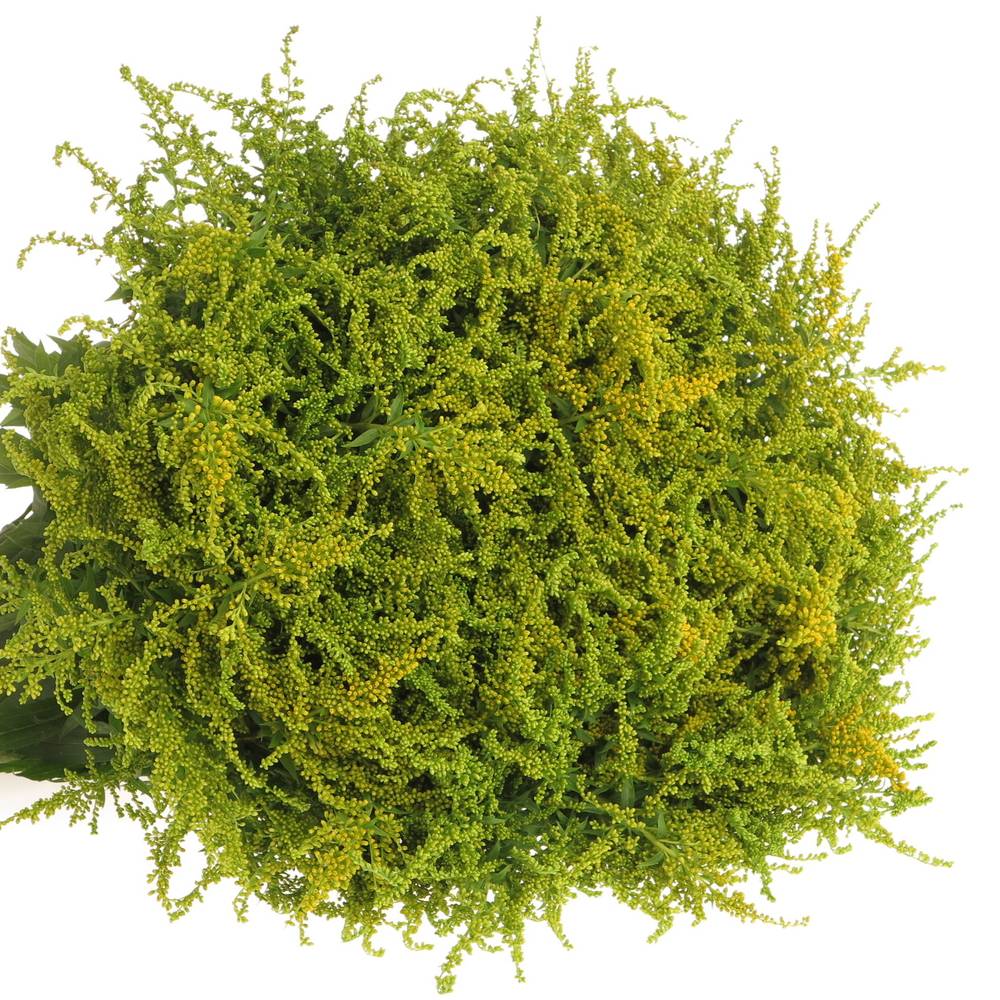Solidago gelb Strahlkrone 20Gramm 60cm