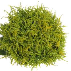 Solidago gelb Strahlkrone 20Gramm 60cm