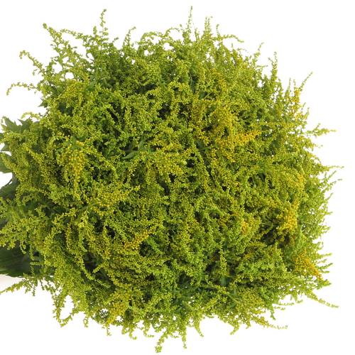 Solidago gelb Strahlkrone 20Gramm 60cm