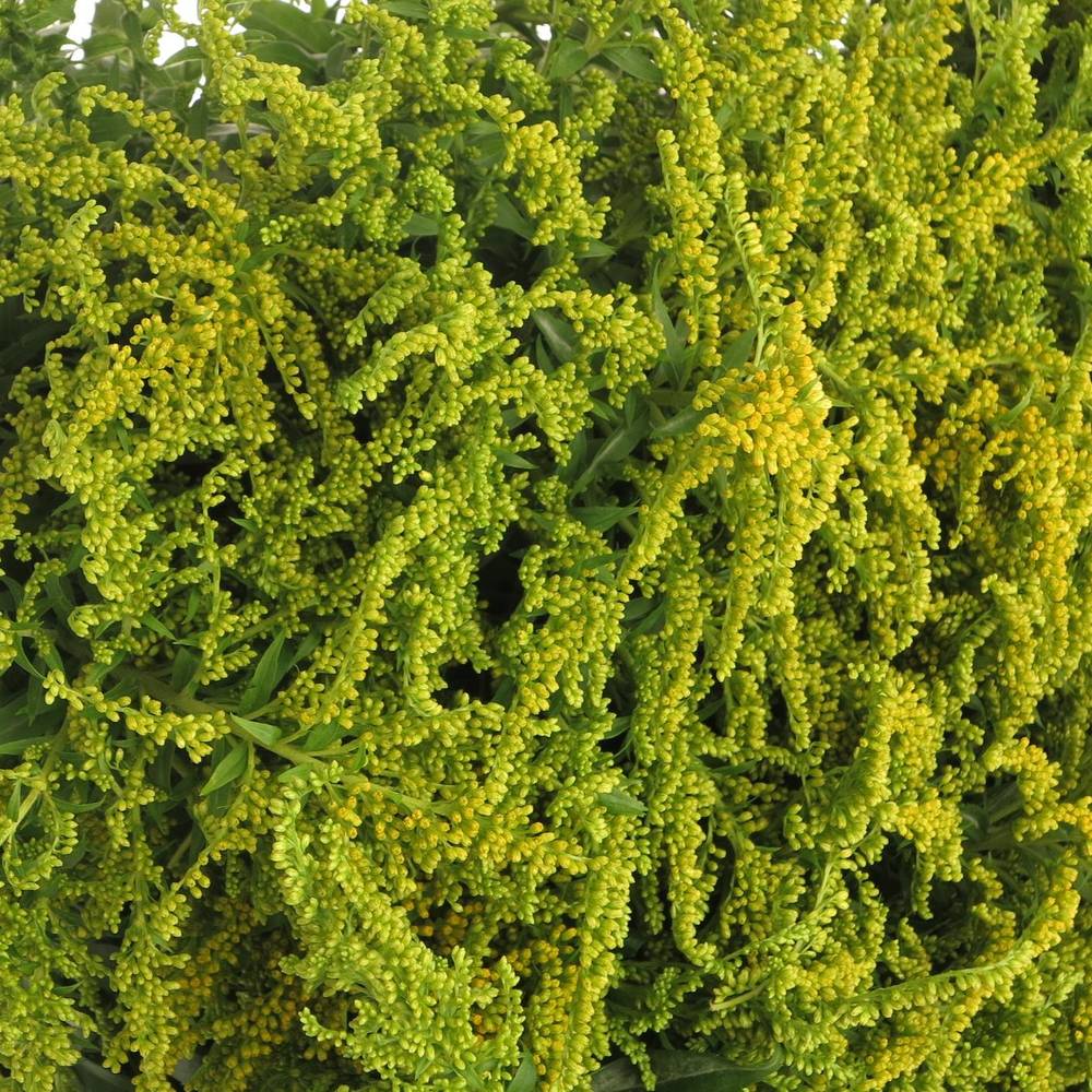 Solidago gelb Strahlkrone 20Gramm 60cm