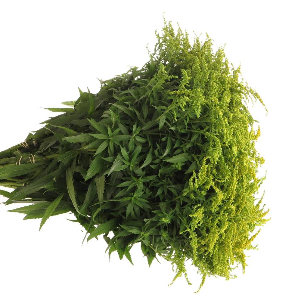Solidago gelb Strahlkrone 20Gramm 60cm