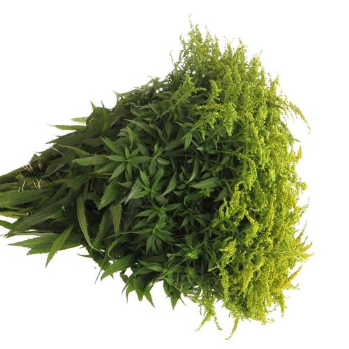 Solidago gelb Strahlkrone 20Gramm 60cm