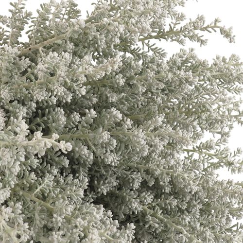 Kochia grau 40cm