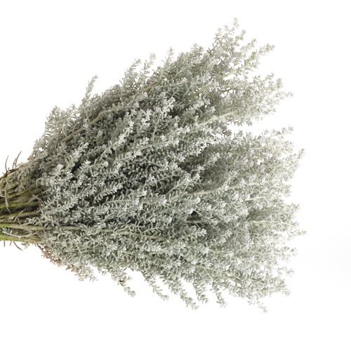Kochia grau 40cm
