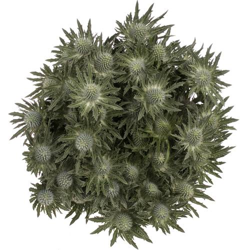 Orion weiss Sirius Qstar  70cm
