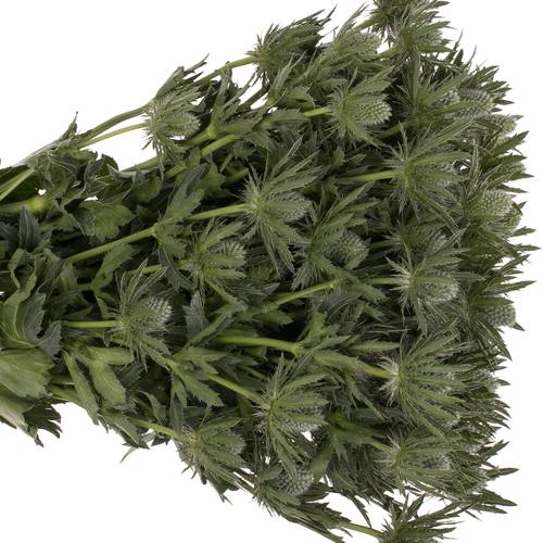 Orion weiss Sirius Qstar  70cm