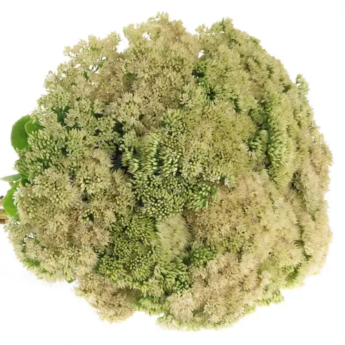 Sedum hell grün 60cm
