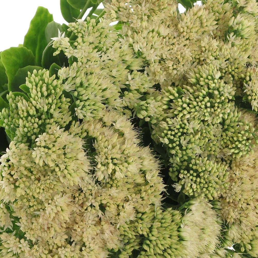 Sedum hell grün 60cm