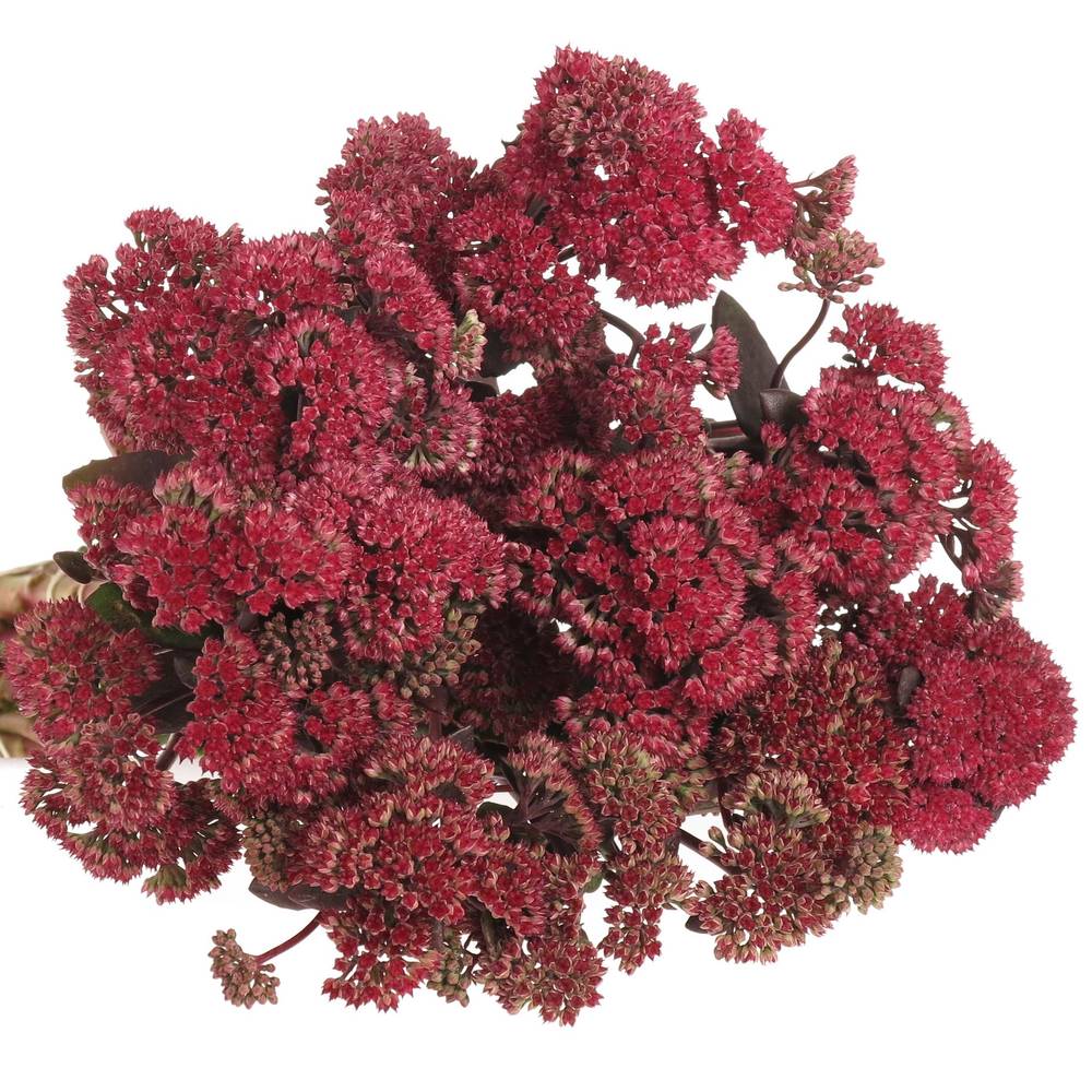 Sedum rot Natur Magical 50cm