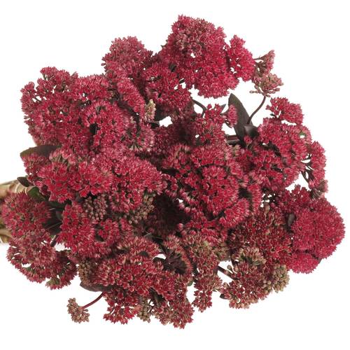 Sedum rot Natur Magical 50cm