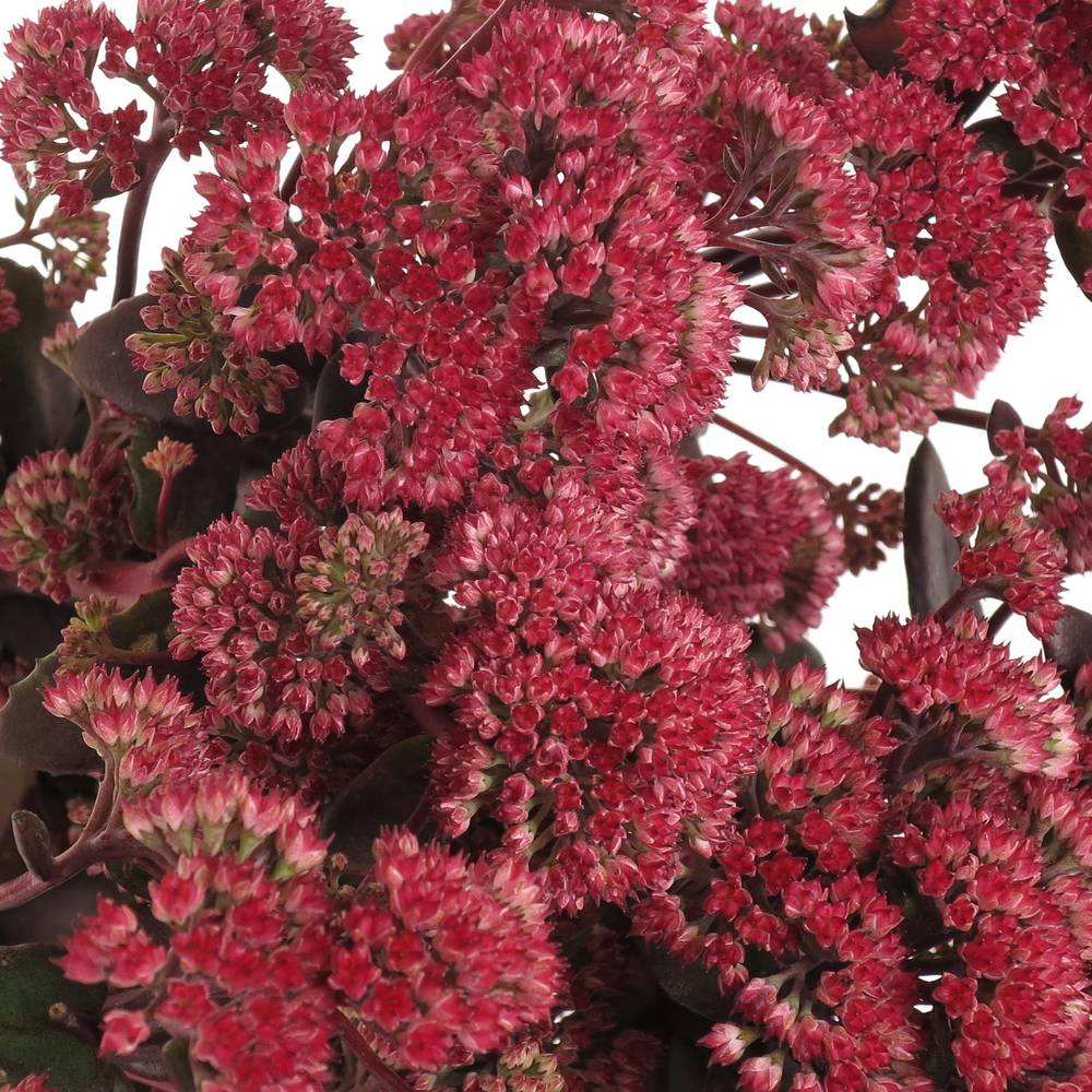 Sedum rot Natur Magical 50cm