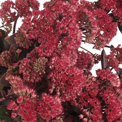 Sedum rot Natur Magical 50cm