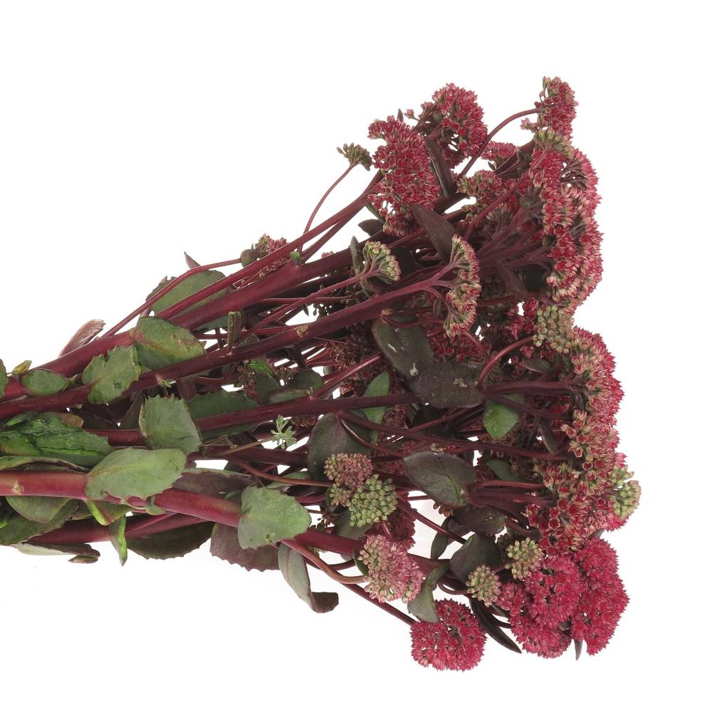 Sedum rot Natur Magical 50cm