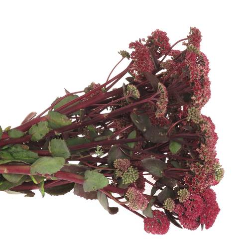 Sedum rot Natur Magical 50cm