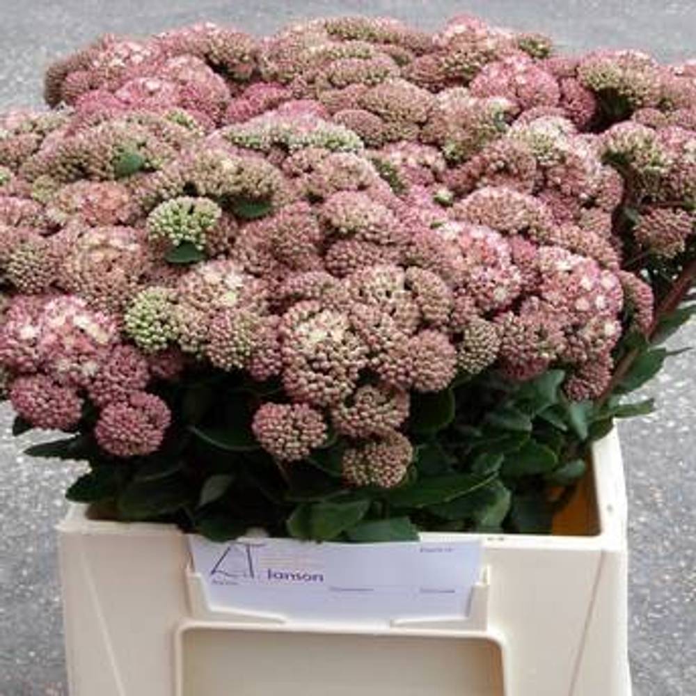 Sedum grün/rot Natur Sunrise 50cm