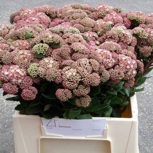 Sedum grün/rot Natur Sunrise 50cm