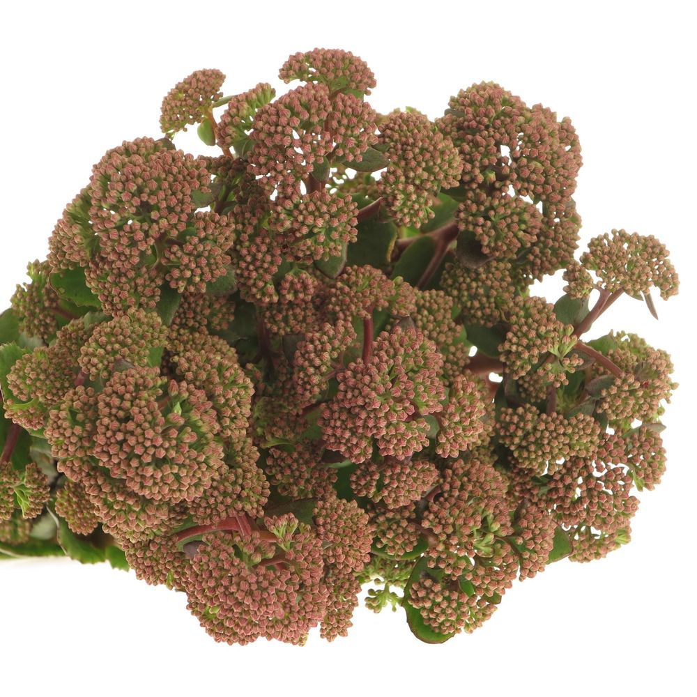 Sedum grün/rot Natur Sunrise 40cm