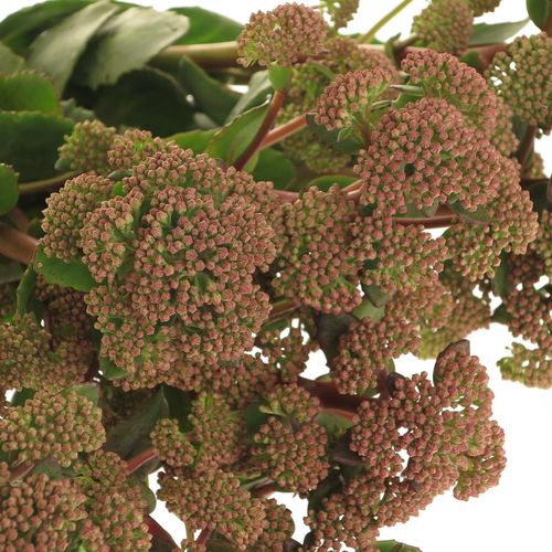 Sedum grün/rot Natur Sunrise 40cm